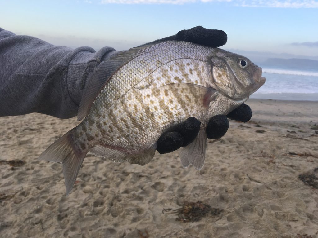 Surfperch Fishing Surf Fishing Socal Barred Surfperch/ Walleye Surfperch