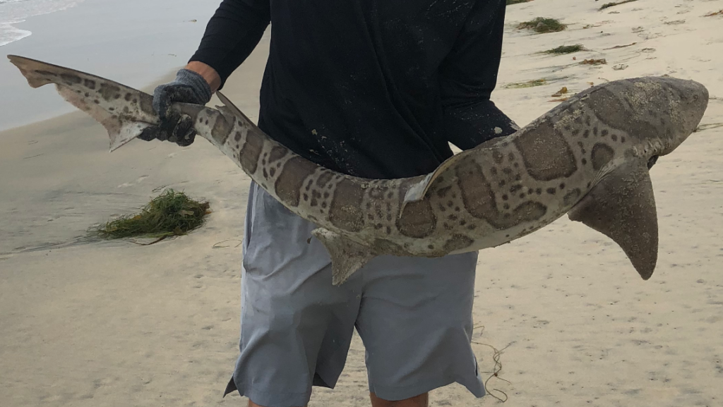 leopard shark