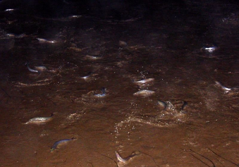 Grunion Run