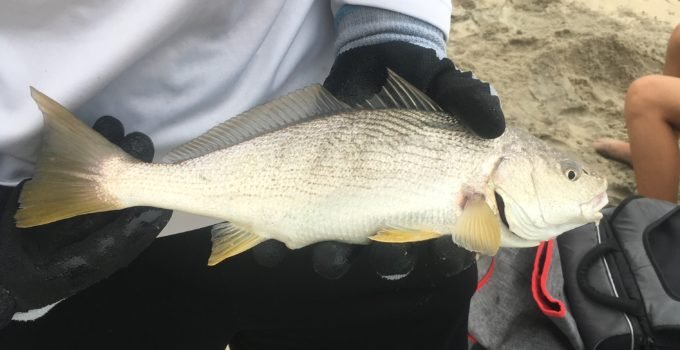 Surf Fishing Report