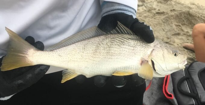 yellowfin croaker fishing