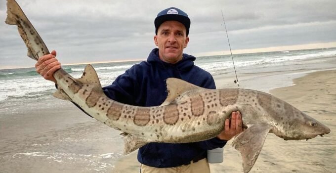 leopard shark fishing blacks beach