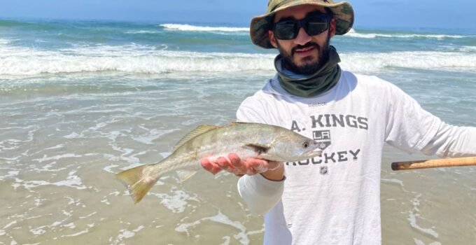 white sea bass from the surf