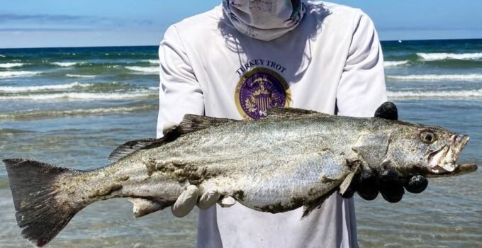 corvina fishing from the surf