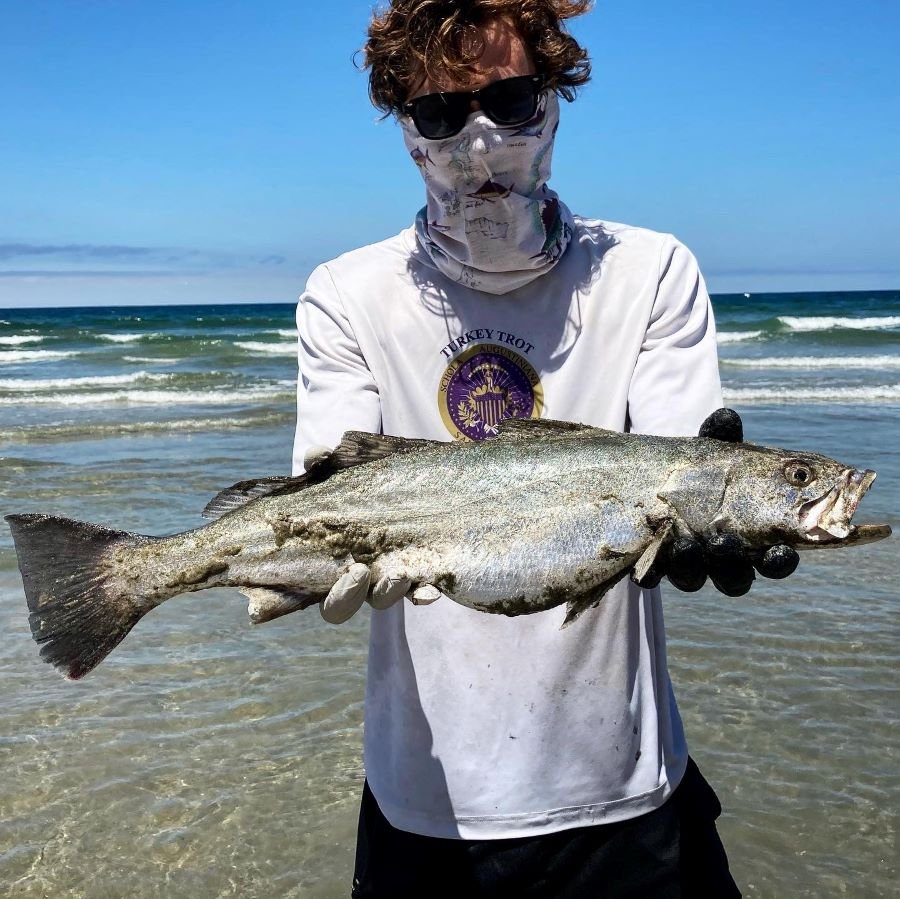 corvina fishing from the surf