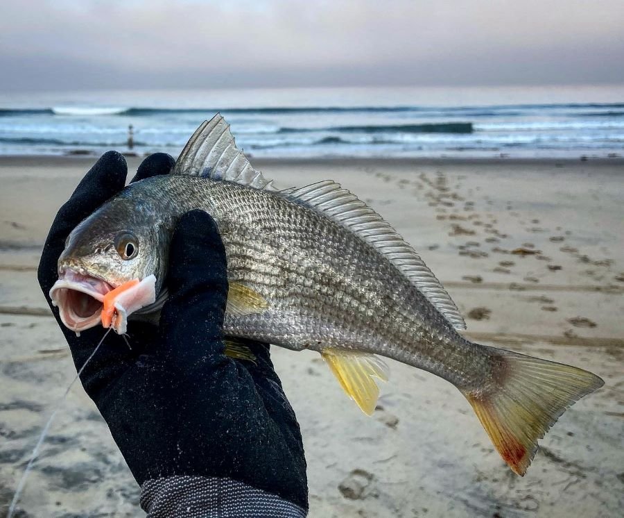 fishbites surf fishing bait