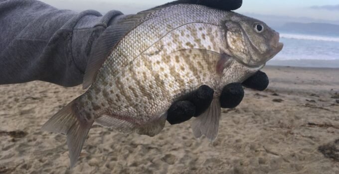 Barred Surf perch