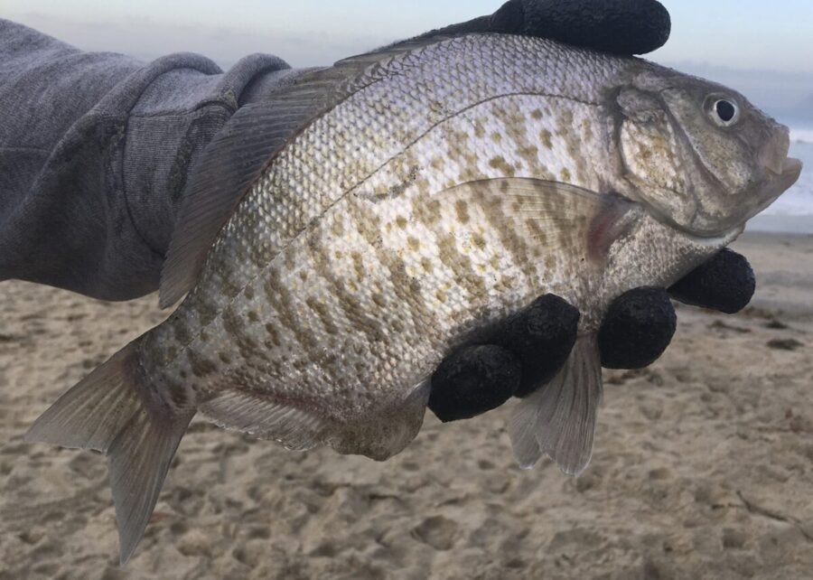 Surfperch Fishing