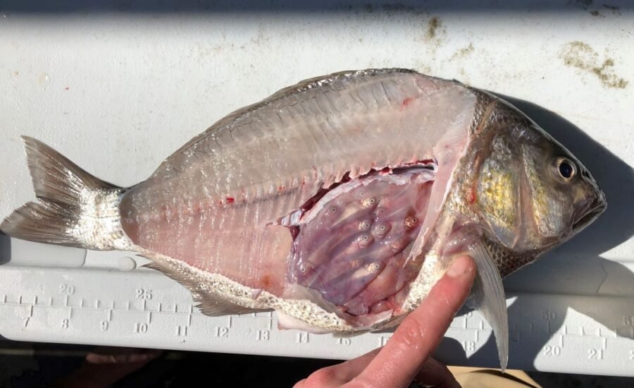 Pregnant Barred Surf Perch