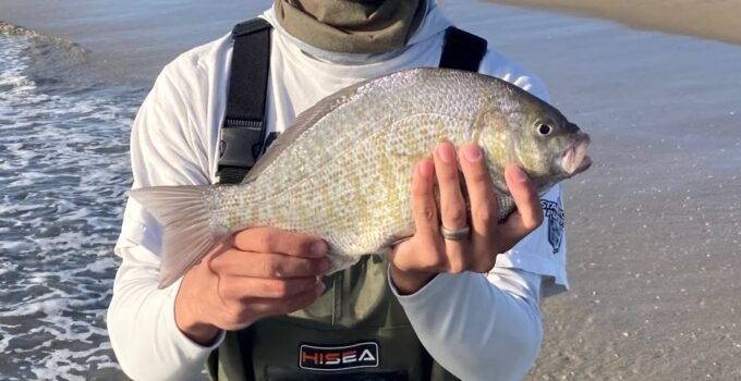 Barred Surfperch November surf fishing