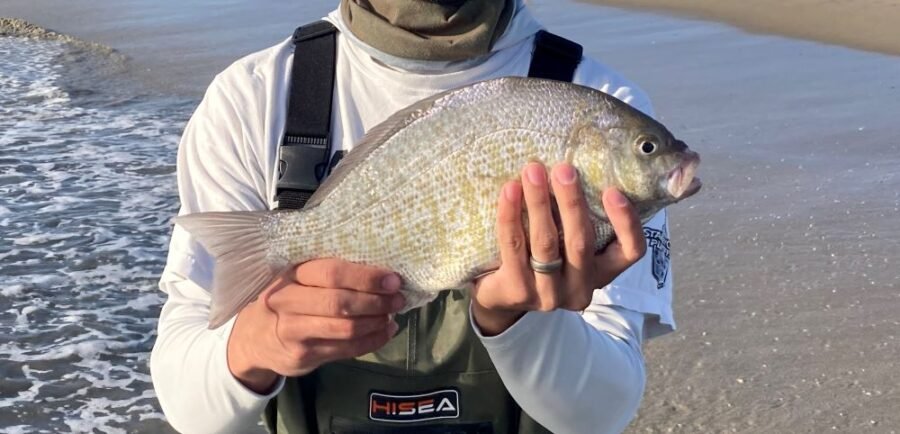 Barred Surfperch November surf fishing