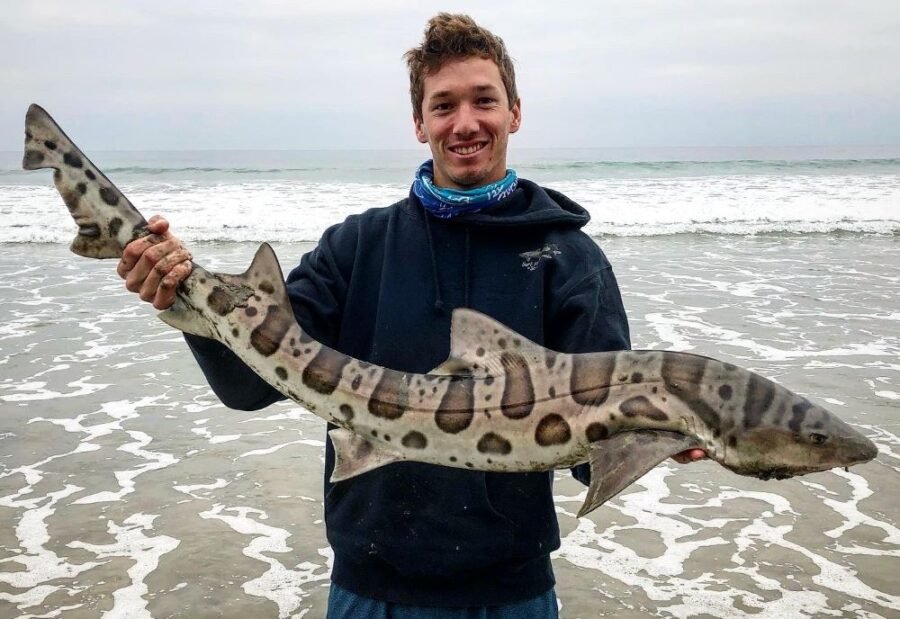 leopard shark fishing