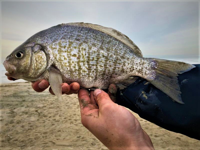 Common Fish Species Limits And Other Regulations For Surf Fishing