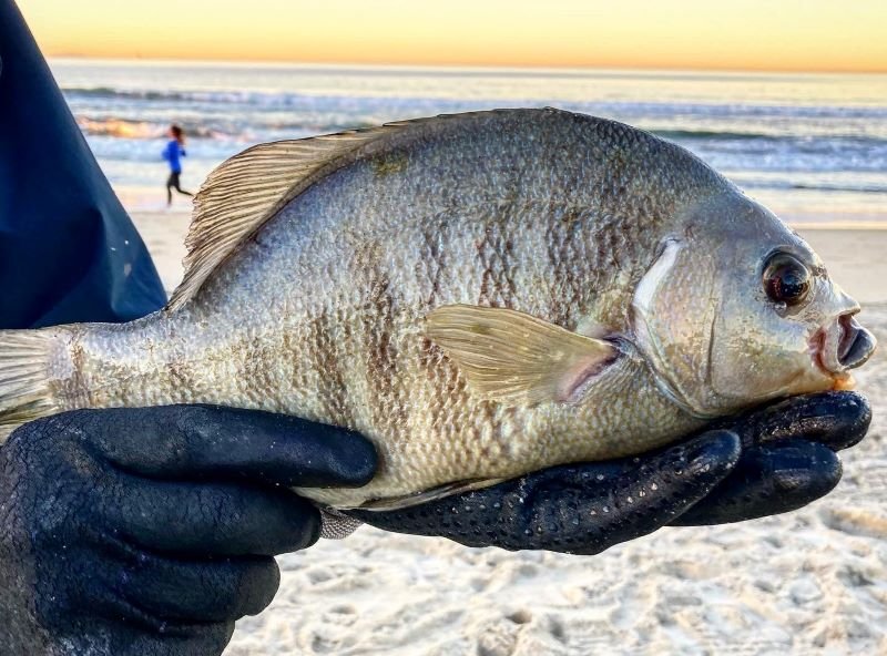 surfperch fishing