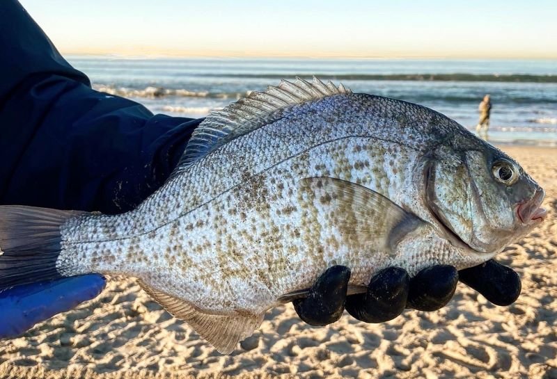 surfperch fishing