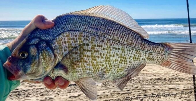 surf fishing with mussel meat