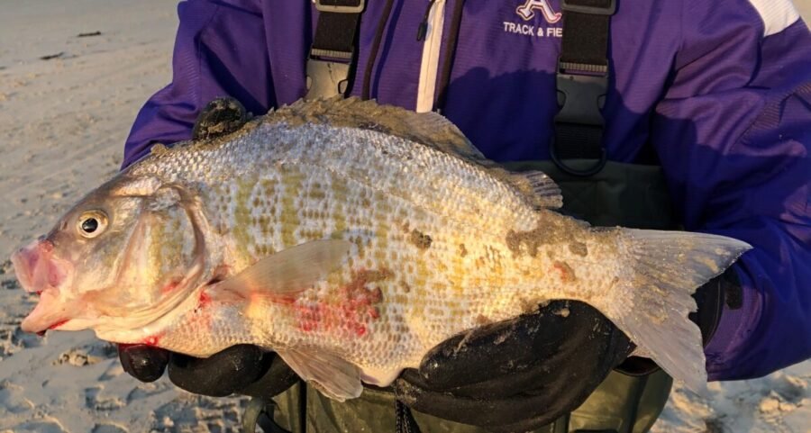 Biggest Barred Surfperch