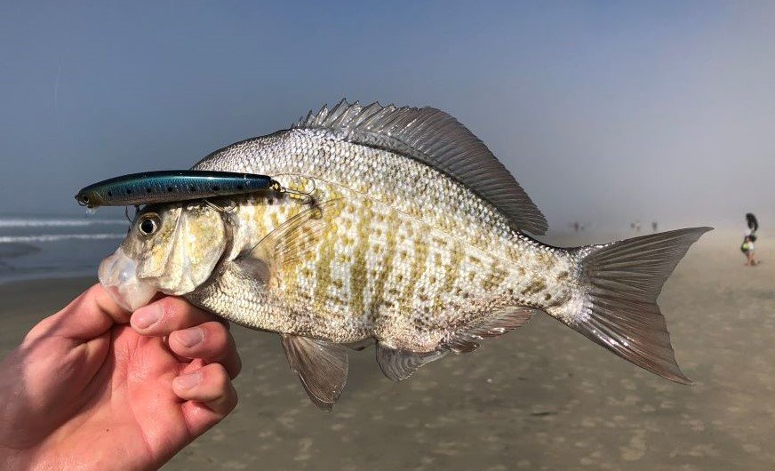 Barred Surfperch on Lucky Craft