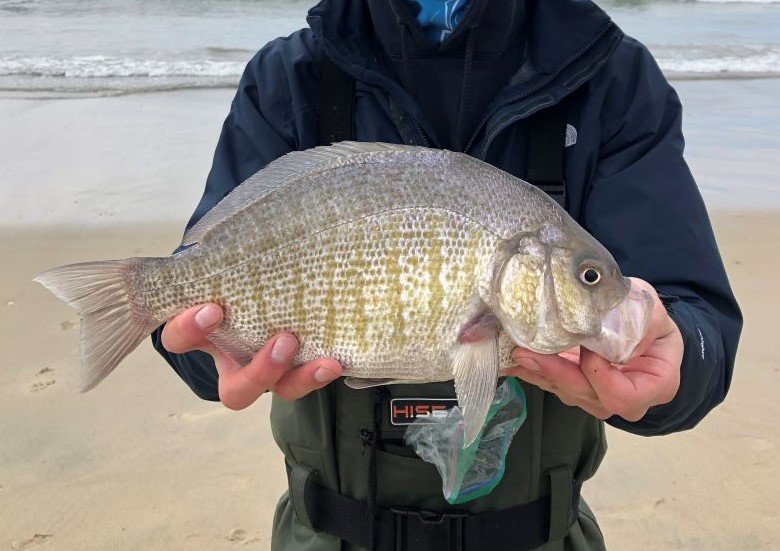 barred surfperch