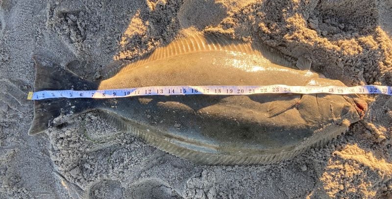 Halibut Surf Fishing