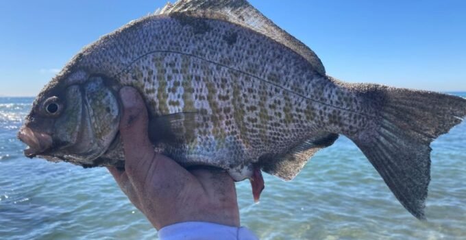 barred surfperch