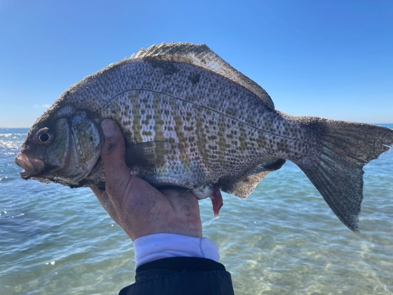 barred surfperch