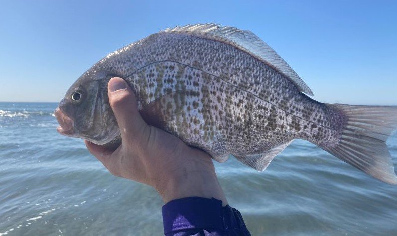 barred surfperch