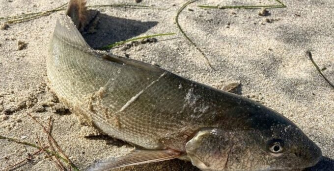 California Corbina Catch and Release