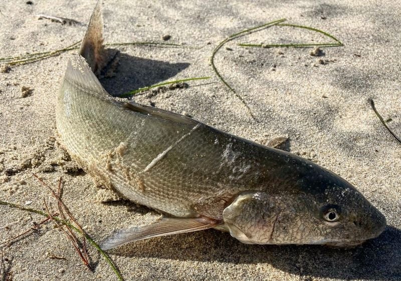 California Corbina Catch and Release