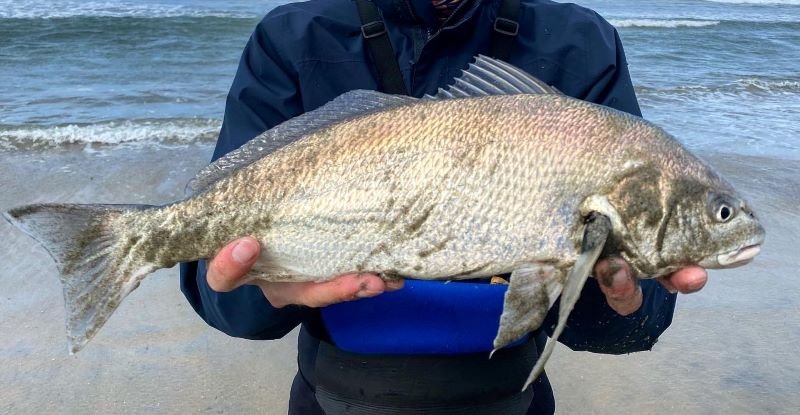 spotfin croaker: spring surf fishing