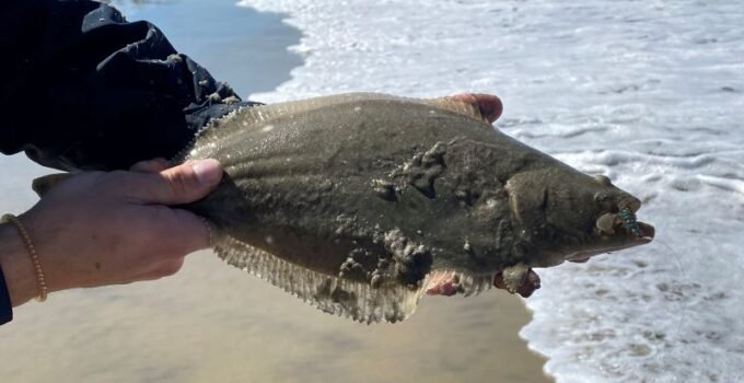 halibut fishing