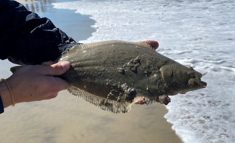 surf halibut