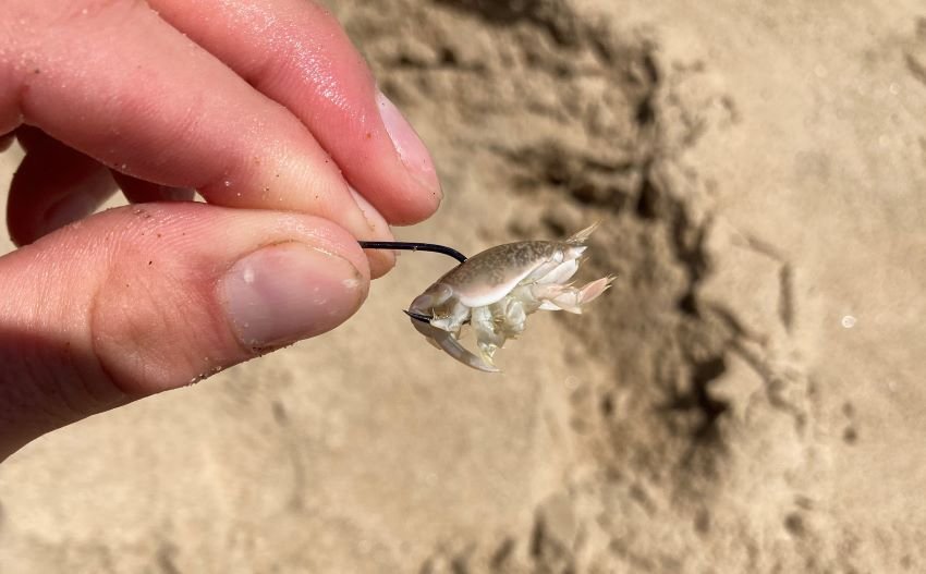 how to hook a sand crab