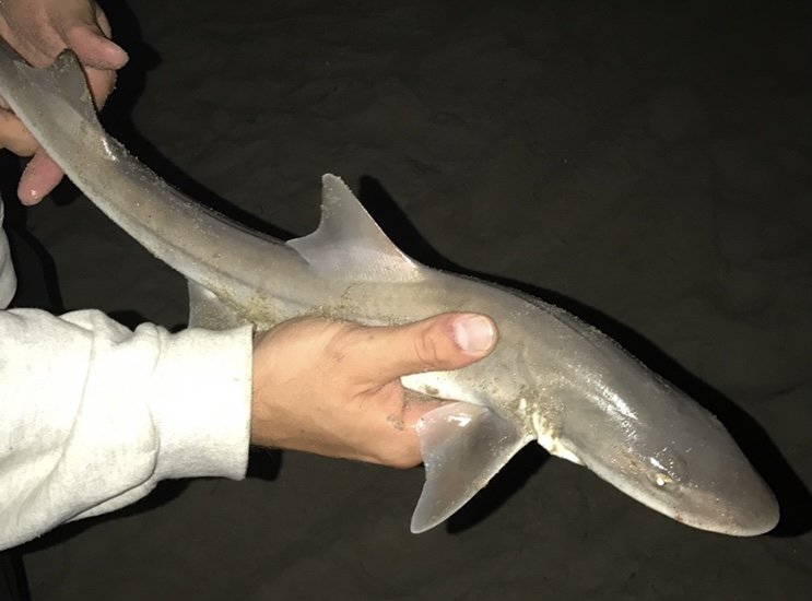 gray smoothhound shark