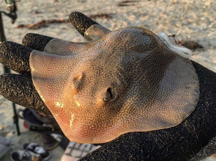 sting ray