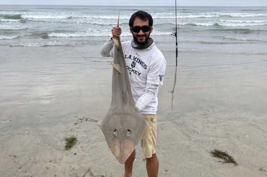 Shovelnose Guitarfish