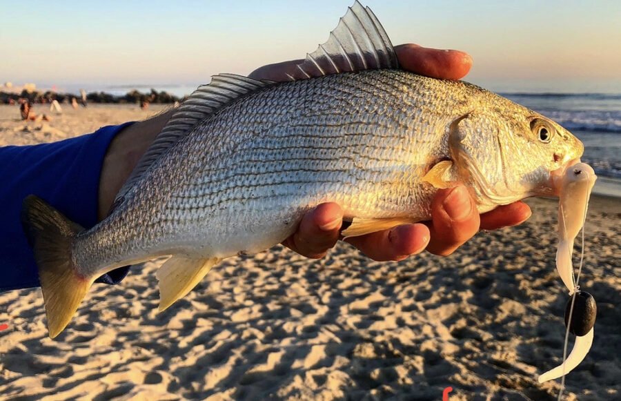 Yellowfin Croaker