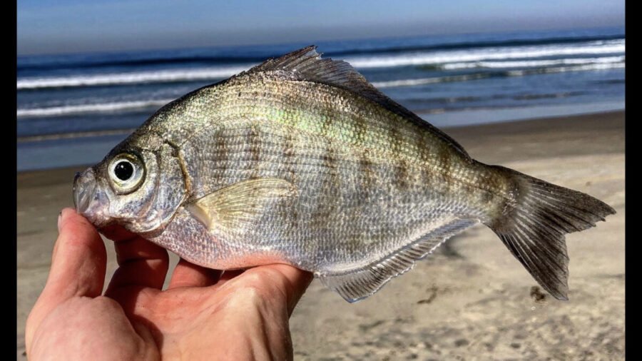 Walleye Surfperch