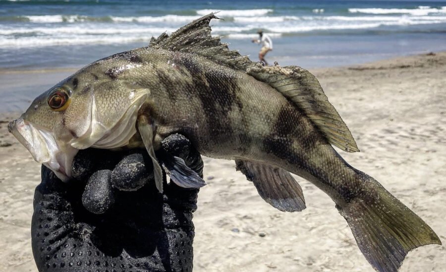 Barred Sand Bass