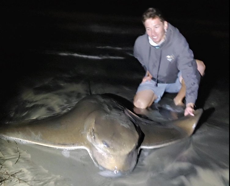 Biggest Bat Ray