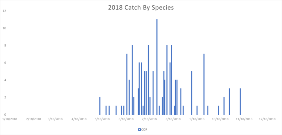 California Corbina Trends 