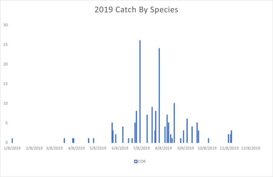 California Corbina Peak Season