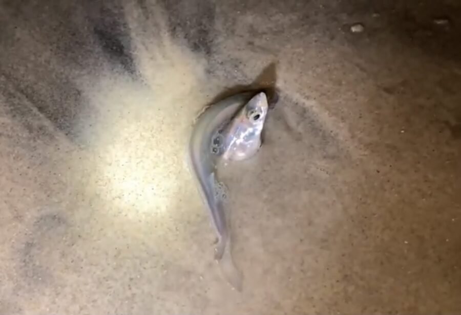 grunion run