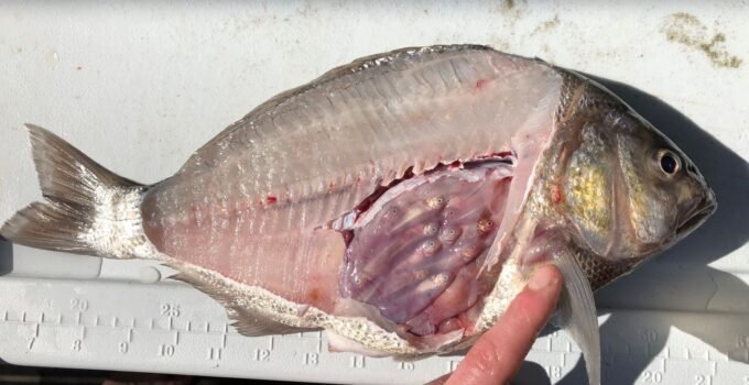 pregnant surfperch