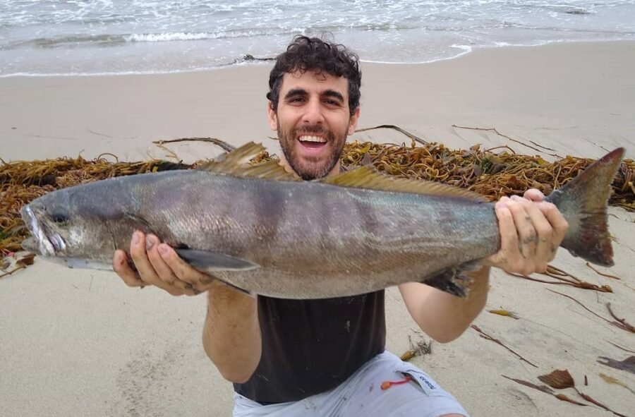 surf fishing for white seabass during a grunion run