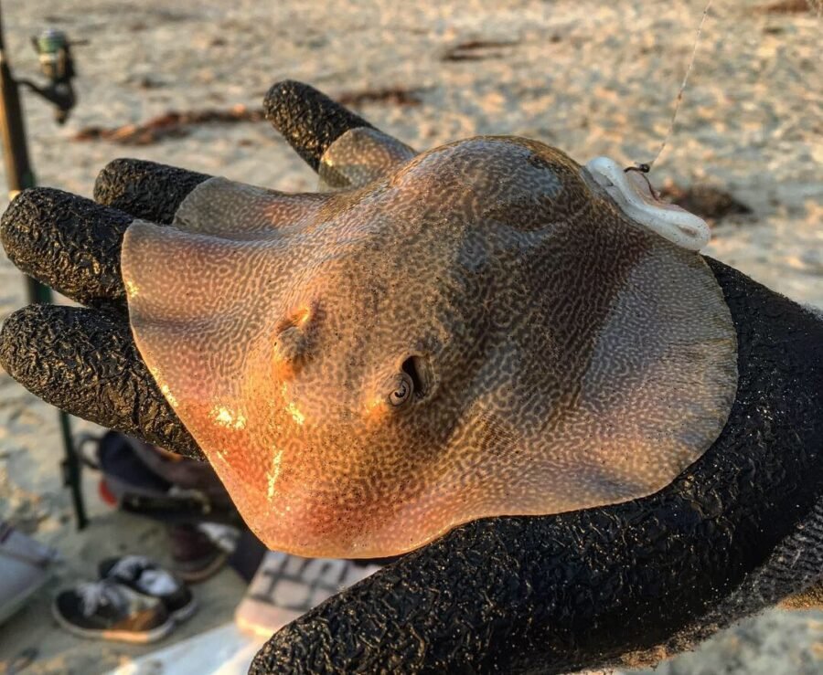 holding a stingray