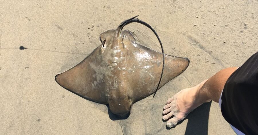 unhooked a bat ray