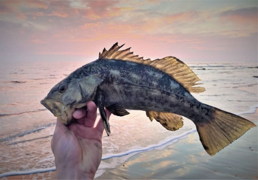 surf fishing santa barbara with swimbaits