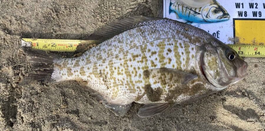 barred surfperch with measuring tape