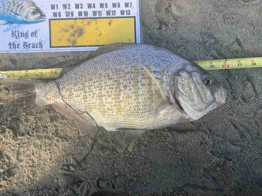 world record surfperch